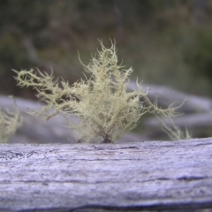 Usnea sp. (genus) (Bearded lichen) at Cotter River, ACT - 23 Apr 2022 by MatthewFrawley