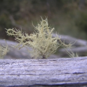 Usnea sp. (genus) at Cotter River, ACT - 23 Apr 2022