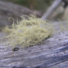 Usnea sp. (genus) at Cotter River, ACT - 23 Apr 2022