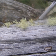 Usnea sp. (genus) at Cotter River, ACT - 23 Apr 2022