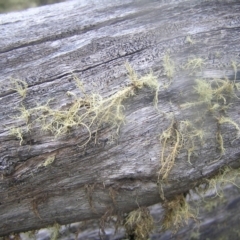 Usnea sp. (genus) at Cotter River, ACT - 23 Apr 2022