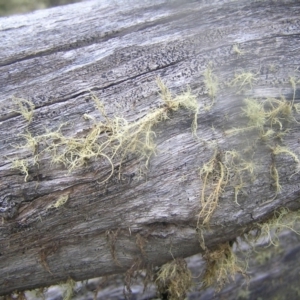 Usnea sp. (genus) at Cotter River, ACT - 23 Apr 2022 11:32 AM