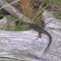 Pseudemoia entrecasteauxii (Woodland Tussock-skink) at Namadgi National Park - 23 Apr 2022 by MatthewFrawley