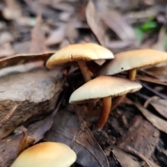 zz agaric (stem; gills not white/cream) at Cotter River, ACT - 23 Apr 2022 by MatthewFrawley