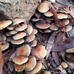 zz agaric (stem; gills not white/cream) at Cotter River, ACT - 23 Apr 2022