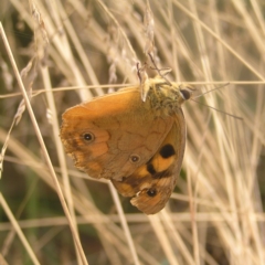 Heteronympha penelope (TBC) at Cotter River, ACT - 23 Apr 2022 by MatthewFrawley