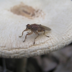 Tapeigaster sp. (genus) (Fungus fly, Heteromyzid fly) at Namadgi National Park - 23 Apr 2022 by MatthewFrawley