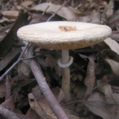 Macrolepiota clelandii (Macrolepiota clelandii) at Cotter River, ACT - 23 Apr 2022 by MatthewFrawley