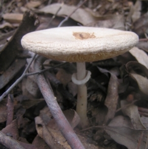 Macrolepiota clelandii at Cotter River, ACT - 23 Apr 2022 02:22 PM