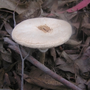 Macrolepiota clelandii at Cotter River, ACT - 23 Apr 2022 02:22 PM