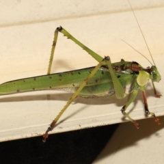 Ephippitytha trigintiduoguttata (Complex) (32-Spotted Katydids (E. froggatti, maculata & trigintiduoguttata)) at Wellington Point, QLD - 7 Apr 2022 by TimL