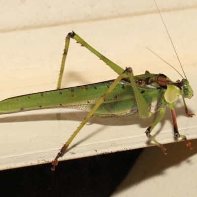 Unidentified Grasshopper, Cricket or Katydid (Orthoptera) at Wellington Point, QLD - 6 Apr 2022 by TimL