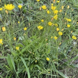 Crepis capillaris at Wanniassa, ACT - 16 Apr 2022