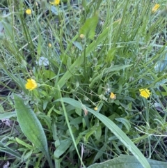 Crepis capillaris at Wanniassa, ACT - 16 Apr 2022