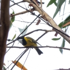 Pachycephala pectoralis (Golden Whistler) at Wingecarribee Local Government Area - 23 Apr 2022 by Aussiegall