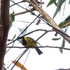 Pachycephala pectoralis (Golden Whistler) at Penrose - 23 Apr 2022 by Aussiegall