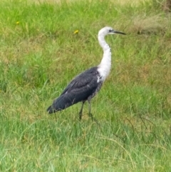 Ardea pacifica (White-necked Heron) at Penrose - 23 Apr 2022 by Aussiegall