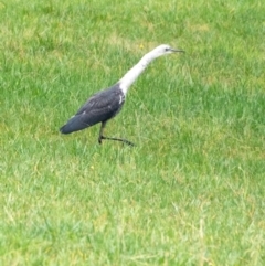 Ardea pacifica at Penrose, NSW - 23 Apr 2022