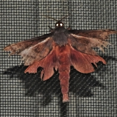 Oxycanus dirempta (Variable Oxycanus) at Wanniassa, ACT - 23 Apr 2022 by JohnBundock