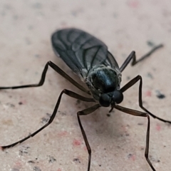 Stratiomyidae (family) at Katoomba, NSW - 23 Apr 2022 by trevorpreston