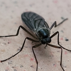 Unidentified Other true fly (TBC) at Katoomba, NSW - 23 Apr 2022 by trevorpreston