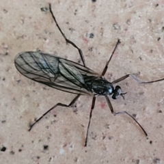 Boreoides subulatus at Katoomba, NSW - 24 Apr 2022 09:29 AM