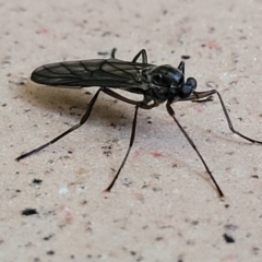 Boreoides subulatus at Katoomba, NSW - 24 Apr 2022 09:29 AM