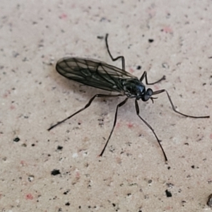 Boreoides subulatus at Katoomba, NSW - 24 Apr 2022 09:29 AM