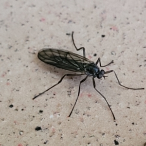 Boreoides subulatus at Katoomba, NSW - 24 Apr 2022 09:29 AM