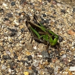 Caledia captiva (grasshopper) at Namadgi National Park - 23 Apr 2022 by JimL