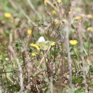 Pieris rapae at Rendezvous Creek, ACT - 23 Apr 2022