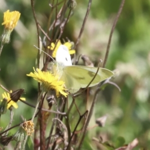 Pieris rapae at Rendezvous Creek, ACT - 23 Apr 2022