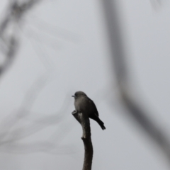 Artamus cyanopterus cyanopterus (Dusky Woodswallow) at Namadgi National Park - 23 Apr 2022 by JimL