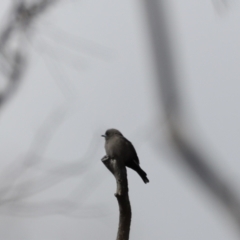 Artamus cyanopterus cyanopterus (Dusky Woodswallow) at Rendezvous Creek, ACT - 23 Apr 2022 by JimL