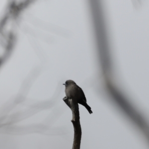 Artamus cyanopterus at Rendezvous Creek, ACT - 23 Apr 2022