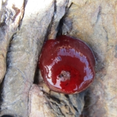 Actinia tenebrosa (Red Waratah Anemone) at Guerilla Bay, NSW - 20 Dec 2021 by Birdy