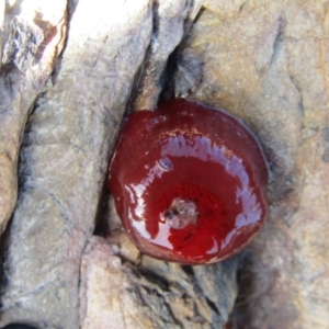 Actinia tenebrosa at Guerilla Bay, NSW - 20 Dec 2021