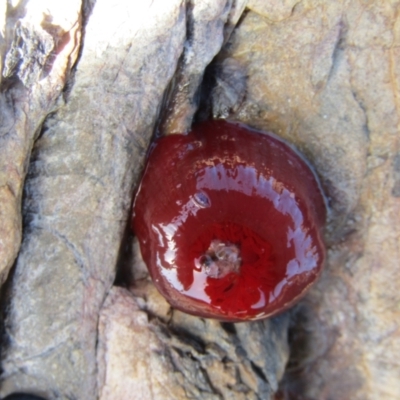 Actinia tenebrosa (Red Waratah Anemone) at Batemans Marine Park - 20 Dec 2021 by Birdy