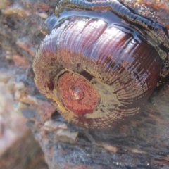 Actinia tenebrosa at Guerilla Bay, NSW - 20 Dec 2021