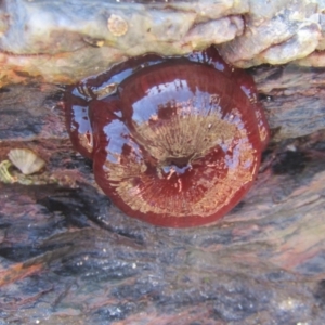 Actinia tenebrosa at Guerilla Bay, NSW - 20 Dec 2021