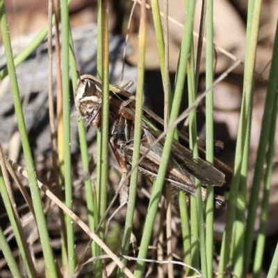 Caledia captiva (grasshopper) at Namadgi National Park - 23 Apr 2022 by JimL