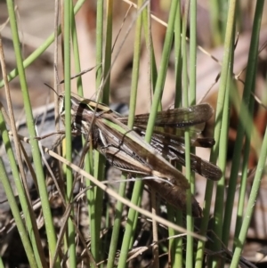 Caledia captiva at Rendezvous Creek, ACT - 23 Apr 2022 12:26 PM