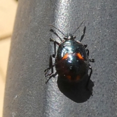 Scutelleridae (family) (Jewel bug, metallic shield bug) at Queanbeyan, NSW - 22 Apr 2022 by Paul4K