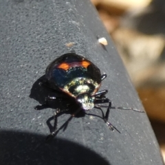 Scutelleridae (family) at Queanbeyan, NSW - suppressed