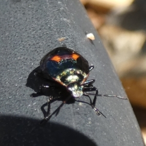 Scutelleridae (family) at Queanbeyan, NSW - suppressed