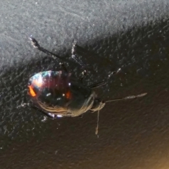 Scutelleridae (family) at Queanbeyan, NSW - suppressed