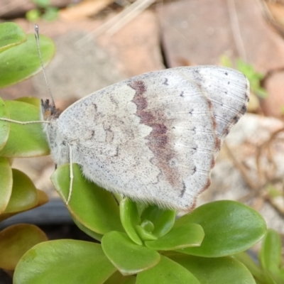 Junonia villida (Meadow Argus) at Queanbeyan, NSW - 22 Apr 2022 by Paul4K