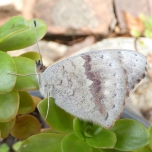 Junonia villida at Queanbeyan, NSW - 22 Apr 2022