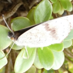 Junonia villida at Queanbeyan, NSW - 22 Apr 2022