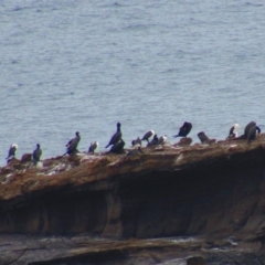 Phalacrocorax varius (Pied Cormorant) at South Durras, NSW - 21 Dec 2021 by Birdy